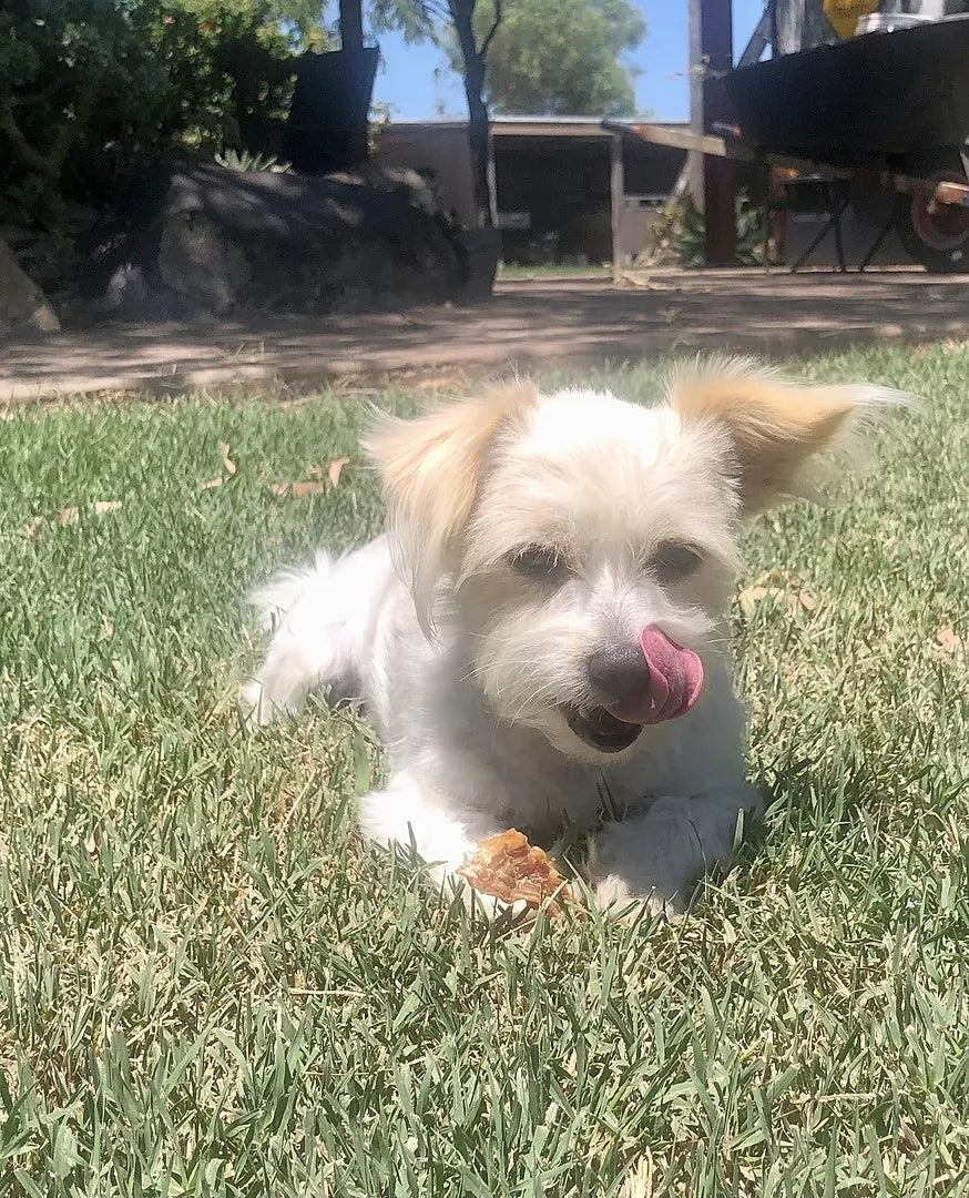 Chicken Jerky Treats 500g-1